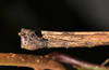 CollectionObject 1563993; 322760ef-80f8-486f-b5f5-ebde1ee24b46: copyright Oskar Conle. male: end of abdomen, lateral view (holotype). (CollectionObject).