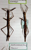 CollectionObject 1561879; 05e770bd-4413-43be-a4bf-4e5a48ea5640: copyright MHNG Geneva. female of Acanthoderus mexicanus (holotype, on left). (CollectionObject).