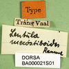 CollectionObject 1501081; e12d457f-66db-433e-948f-388fa99e9df8: labels (holotype). (CollectionObject).