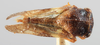 Habitus, dorsal view: !! display not done !! on Centrodontus atlas (Goding, 1892): (Observation).