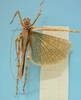 CollectionObject 1542694; e12101b8-41e5-4244-8467-dffb20f9c27e: female, body dorsal view (holotype). (CollectionObject).