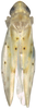 Habitus, dorsal view on Balanda kara Dworakowska, 1979: Habitus, dorsal view. (Observation).