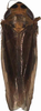 Habitus, dorsal view: Habitus. (Observation).