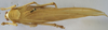 CollectionObject 1541604; 9d7c23b1-3480-491f-91cf-035500c57ceb: female dorsal (paratype). (CollectionObject).