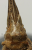 CollectionObject 1535197; 2e25c506-521d-4fc0-b461-bbe7b2a2751a: female subgenital plate (syntype). (CollectionObject).