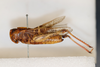 CollectionObject 1594384; 0d8dedc1-3894-4d4d-bda5-534118241e95: female, lateral view (paratype of Gastrimargus grossiceps). (CollectionObject).