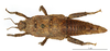 CollectionObject 1559860; 76487e96-7513-4886-8ea4-5ab9785dc824: copyright MNHN, Paris. female (paratype). (CollectionObject).
