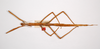 CollectionObject 1561110; 970086b2-1207-4fb3-bdca-9a1edf86cf4d: copyright MNCN, Madrid. female (holotype). (CollectionObject).