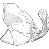 Pygofer, lateral view on Athysanella (Pedumella) lemhi Hamilton, 2002: Pygofer, lateral view. (Observation).