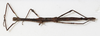 CollectionObject 1557375; 98316f9e-17c7-4057-927c-079d838bda87, NMW 667: copyright NHW, Vienna. female of synonym Dyme ornata (holotype). (CollectionObject).