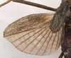 CollectionObject 1561274; b321227c-ed38-4743-8052-c0567dfdf3ec: copyright Natural History Museum, London. (CollectionObject).
