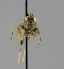 CollectionObject 1523458; 7579d326-9a80-4674-ad36-301e0e32452d: male, frontal view (holotype). (CollectionObject).