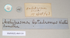 CollectionObject 1560632; NHMUK(SF IMPORT DUPLICATE) 845139, 9a2db723-7603-46b6-9b6c-c654ddfdce00: copyright Natural History Museum, London. female of synonym Aschipasma catadromus, data labels (lectotype). (CollectionObject).