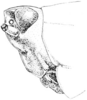 Tetrix subulata (Linnaeus, 1758): Fig. 31. male, head, lateral view. (Otu).