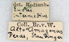 CollectionObject 1558659; NMW 147, 535edfe2-1d98-4047-a27d-4804d7e91d0c: copyright NMW. female data labels (holotype). (CollectionObject).
