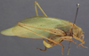 CollectionObject 1505674; 71fade10-722d-4615-9fdd-af5c3326a9b6: female, lateral view (syntype). (CollectionObject).