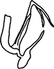 Aedeagus, lateral view on Anufrievia wolongensis Yang & Zhang, 2018: (Observation).