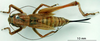 CollectionObject 1530803; 2c8745e5-a64c-4ce6-8c69-4814725eb345: female, dorsal view (paratype). (CollectionObject).