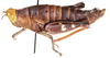 Thericles obtusifrons Stål, 1875: female, lateral view. (Otu).