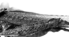 CollectionObject 1575374; 8793afd4-047f-4a3a-810d-46b661160fb1: Image Carbonell, C.S. male abdomen, lateral view (Ommexecha sommeri). (CollectionObject).
