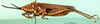CollectionObject 1501057; e58dbd6b-4d47-4f74-a955-bba920733ce3: male, lateral view (lectotype). (CollectionObject).