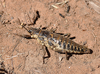 Agathemera claraziana (Saussure, 1868): Copyright J.P. Samadi. northern Argentina, 50 km north of Humahuaca, 15 November 2011; female in nature. (Otu).