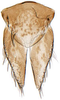 Subgenital plate: Scaphytopius acutus, subgenital plates and valve, ventrally (INHS). (Observation).