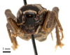 CollectionObject 1575346; 364af3b3-a6b1-4461-aa3a-ed52f24705ae: male, frontal view (paratype of Gryllus chopardi Kis, 1967). (CollectionObject).