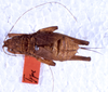 CollectionObject 1567205; 2909c330-965e-41ce-9227-04fef42f7f56: female, dorsal view (paralectotype). (CollectionObject).