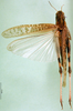 female, dorsal view (syntype of Locusta migratoria burmana). Depicts CollectionObject 1564796; ff456b93-7b3b-4fdc-bf1d-bfff8c787574, a CollectionObject.