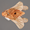 Habitus ventral view: !! display not done !! on Ponana (Ponana) sanguinolenta (Spångberg, 1878): (Observation).