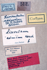 CollectionObject 1534698; 58741ca7-5560-4d6e-86e4-63bc64c44b87: female label (syntype). (CollectionObject).