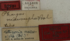 CollectionObject 1535195; a7980e1d-a2ed-41be-adab-e5b3294aa4ba: labels (holotype). (CollectionObject).
