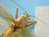CollectionObject 1542909; DEES #10054', a49557df-c58f-483d-b048-4dae145f7d79: female, pronotum and head dorsal view (allotype). (CollectionObject).