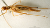 CollectionObject 1502367; fb9496f6-5cdf-424d-8089-f21baede6aa6: female, ventral view (paralectotype). (CollectionObject).