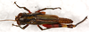 CollectionObject 1544440; 73cc2699-23c0-4428-9653-31b9ecc0901b: female, dorsal view (paratype). (CollectionObject).