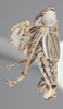Habitus, lateral view on Athysanella (Gladionura) lunata Ball & Beamer, 1940: Lateral. (Observation).
