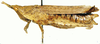 Scabropyrgus scabrosus (Bolívar, 1889): female, lateral view. (Otu).