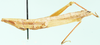 Musimoja exilis Uvarov, 1953: female, lateral view. (Otu).