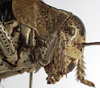 CollectionObject 1529600; dc55f4e9-3490-485d-aa4a-b2bd268c78de: female pronotum, lateral view (holotype). (CollectionObject).