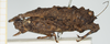 CollectionObject 1517923; 74e2d353-8f8a-4713-b836-fbc932f5ecd3, NHMUK010924489: female, lateral view (holotype). (CollectionObject).