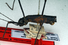 CollectionObject 1560801; NMW 119, fad5ea53-6313-4e1d-9935-d67825edf10f: copyright NMW. female: head and thorax, lateral view (lectotype). (CollectionObject).