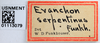 Other on Evanchon serpentinum (Funkhouser, 1920): (Observation).