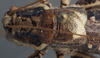 CollectionObject 1534814; a14c728e-a100-4bd6-9f24-73cb9d793401: male tegmina, dorsal view (syntype). (CollectionObject).