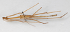 CollectionObject 1560427; bd11896f-e498-42f1-b959-c44f7049a332: copyright NMW, Vienna. male, dorsal view (syntype), copyright NMW, Vienna. (CollectionObject).;CollectionObject 1560428; e38535f2-096d-42a7-90c9-05a46b40f72a: copyright NMW, Vienna. male, dorsal view (syntype), copyright NMW, Vienna. (CollectionObject).
