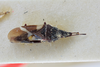 Oxycarenus (Pseudoxycarenus) proximus (Walker, 1872): Anthocoris proximus. Holotype-dorsal habitus. (BMNH) - (CC BY-NC 4.0) Photo by Stuart Cole, reproduced with permission from the Natural History Museum, London, UK. (Otu).