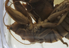 CollectionObject 1475339; f4c35826-9504-45d9-ab07-8c77bea9583d: male pronotum, lateral view (lectotype). (CollectionObject).