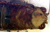 CollectionObject 1517570; 0aa08193-b24b-4168-b74b-c75827c9b25d: male head and pronotum, dorsal view (holotype). (CollectionObject).