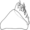 Subgenital plate: !! display not done !! on Mukaria penthimioides Distant, 1908: Subgenital plate. (Observation).