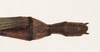CollectionObject 1556926; NHMUK(SF IMPORT DUPLICATE) 845109, bf9163f4-51be-43c9-a5c5-eeea9cfa45ac: copyright Natural History Museum, London. female: end of abdomen, dorsal view (holotype). (CollectionObject).